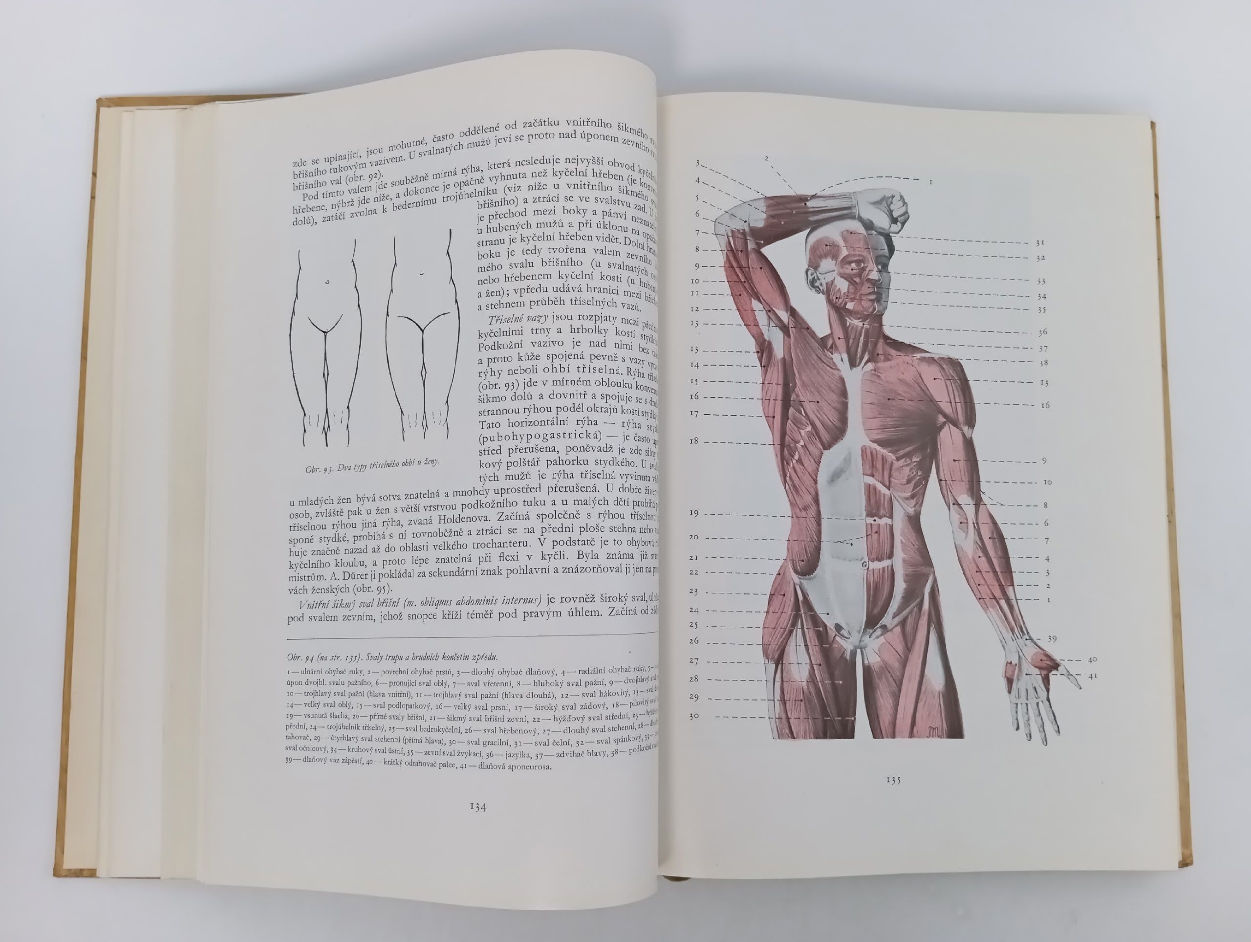 Anatomie pro vytvarniky