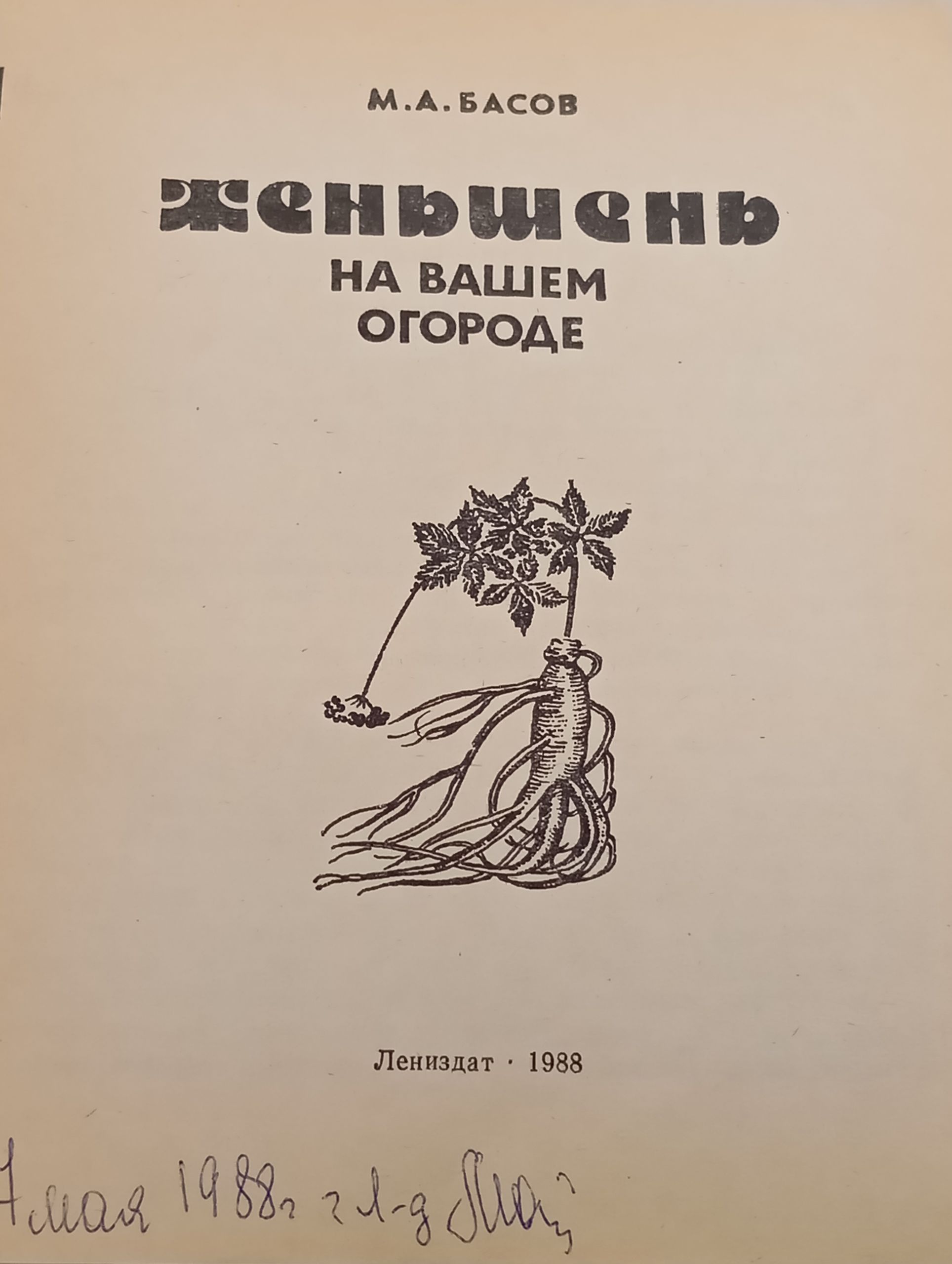 Женьшень на вашем огороде