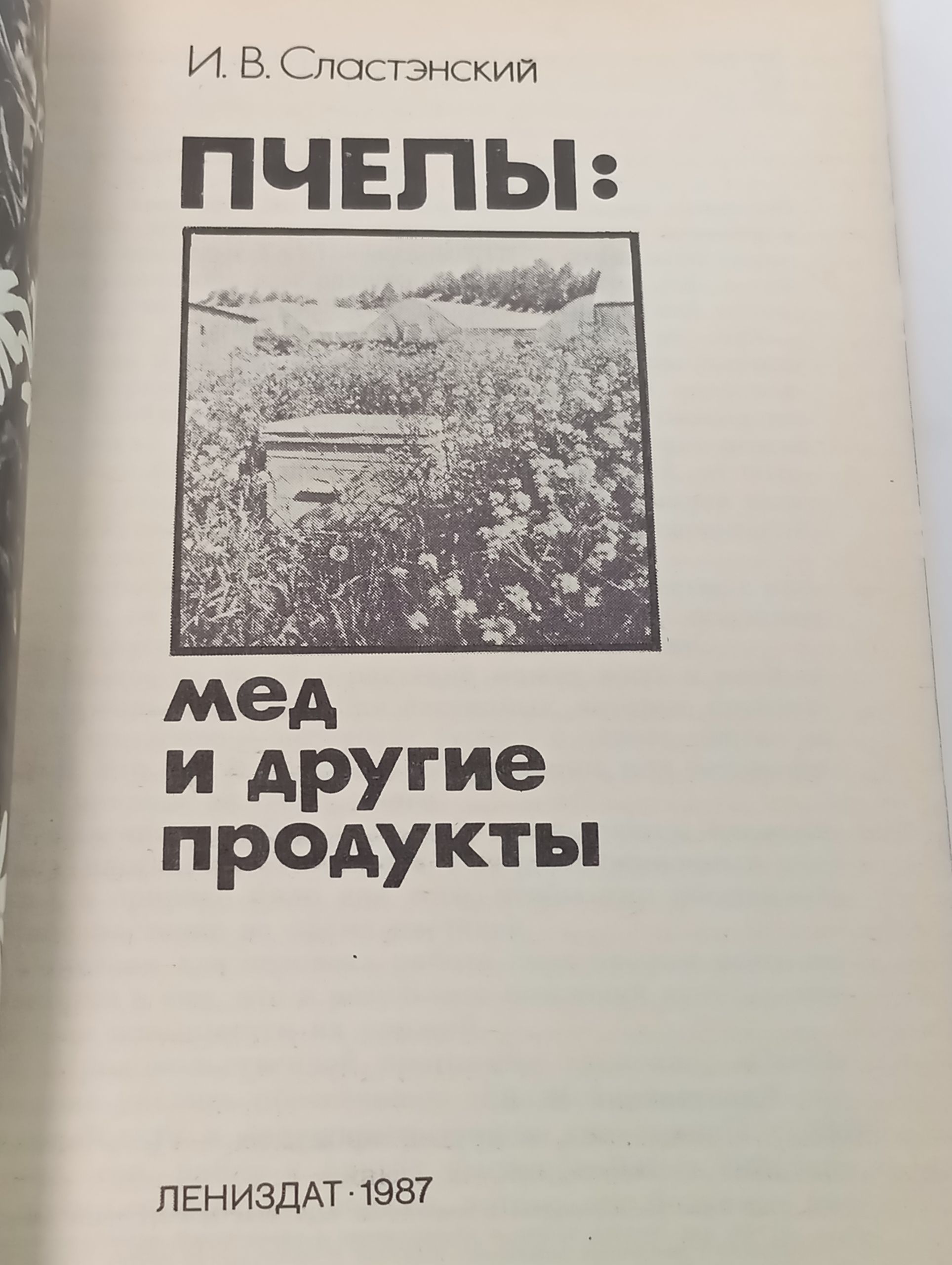 Пчелы: мед и другие продукты